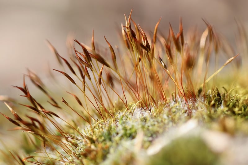Mossy Mysteries